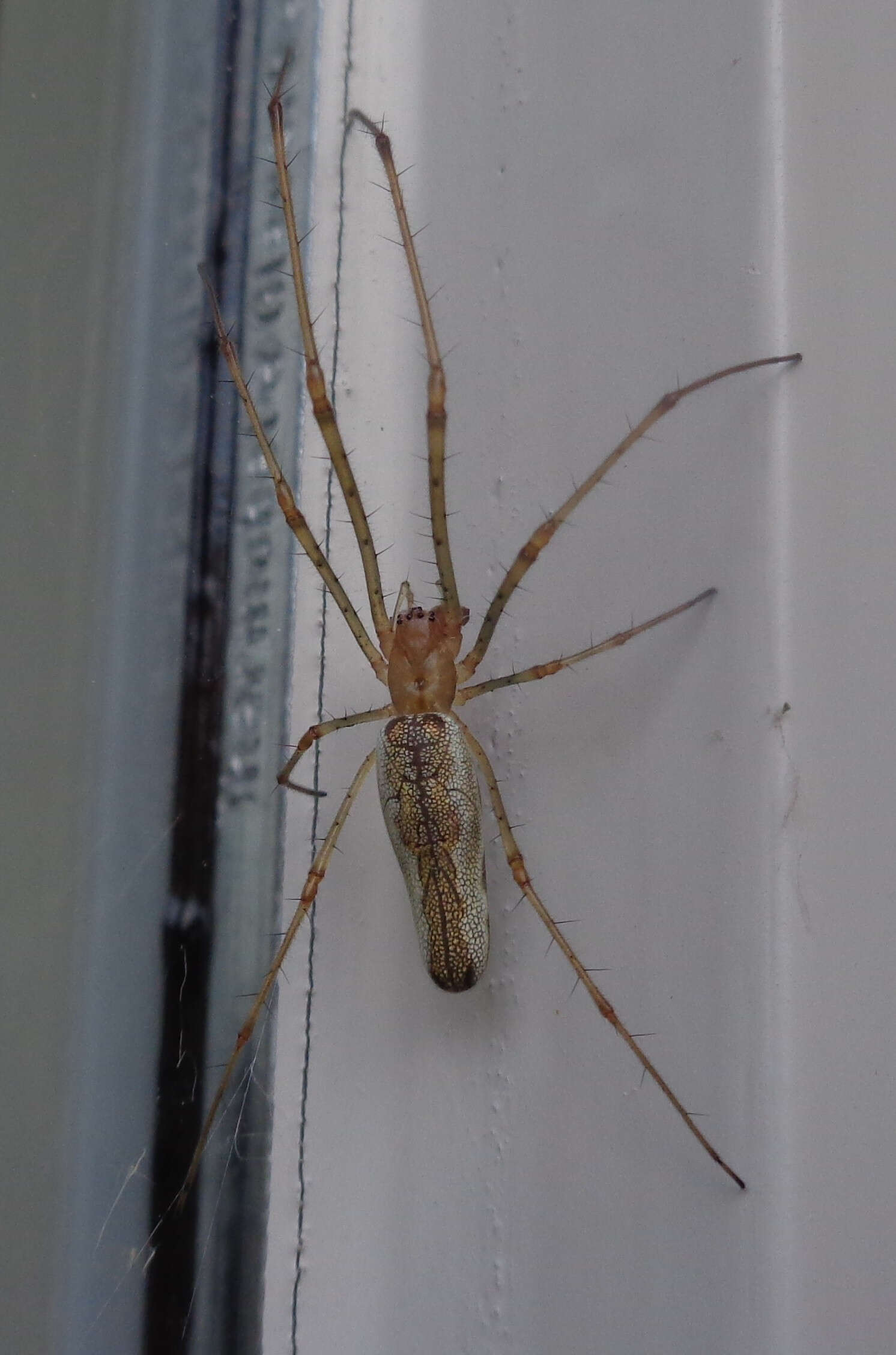 Image de Tetragnatha extensa (Linnaeus 1758)