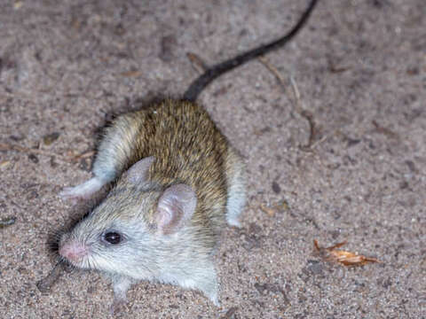 Image of Acacia Rat