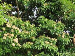 Image of Reevesia formosana Sprague