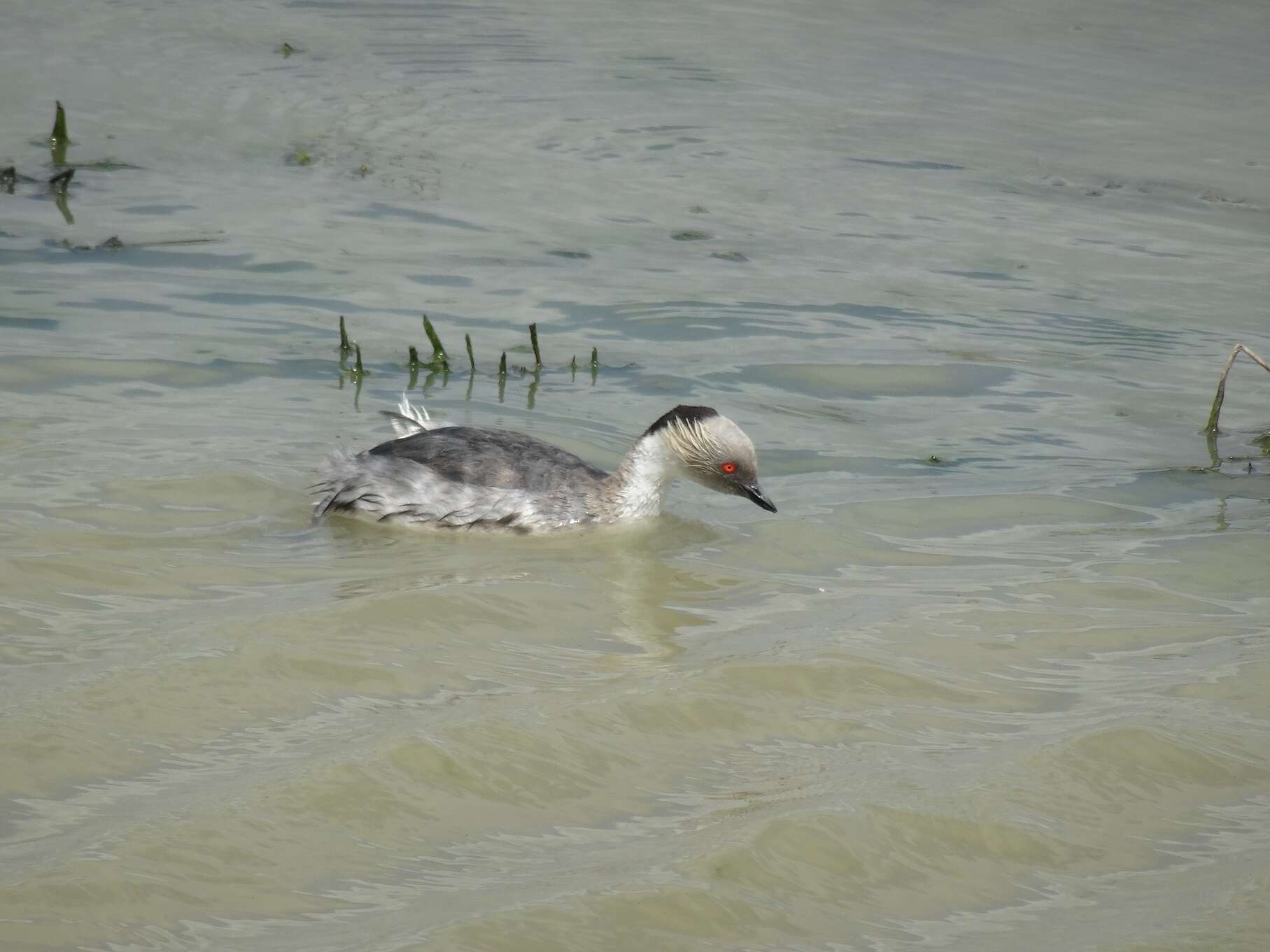 Podiceps occipitalis occipitalis Garnot 1826 resmi