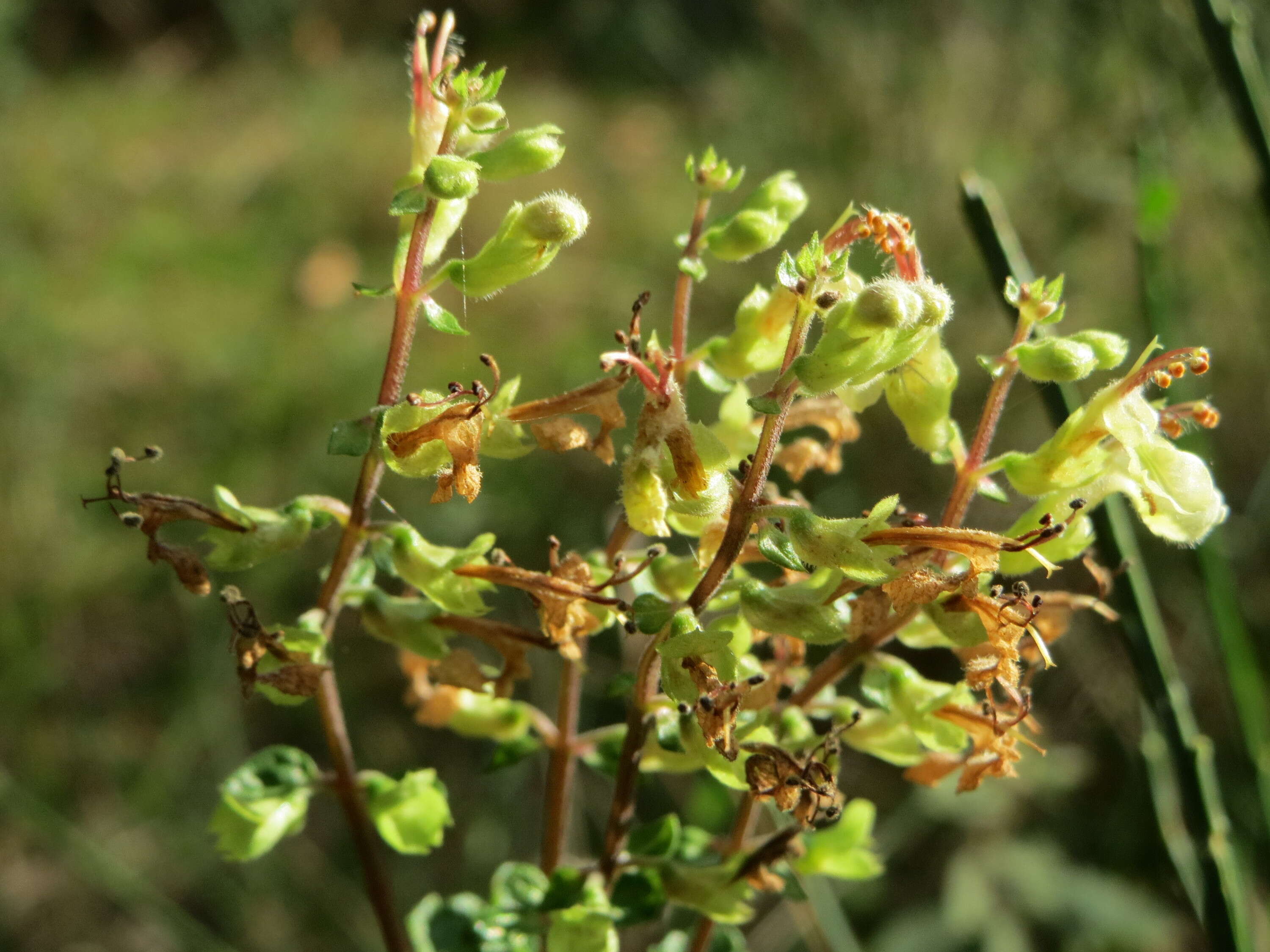 Слика од Teucrium scorodonia L.