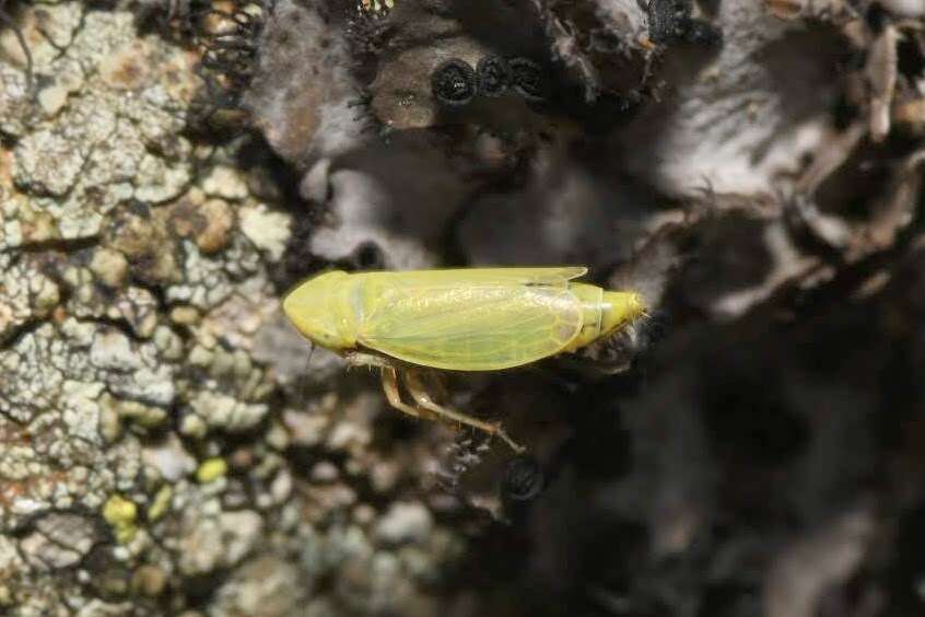 Plancia ëd Diplocolenus (Verdanus) abdominalis Fabricius 1803