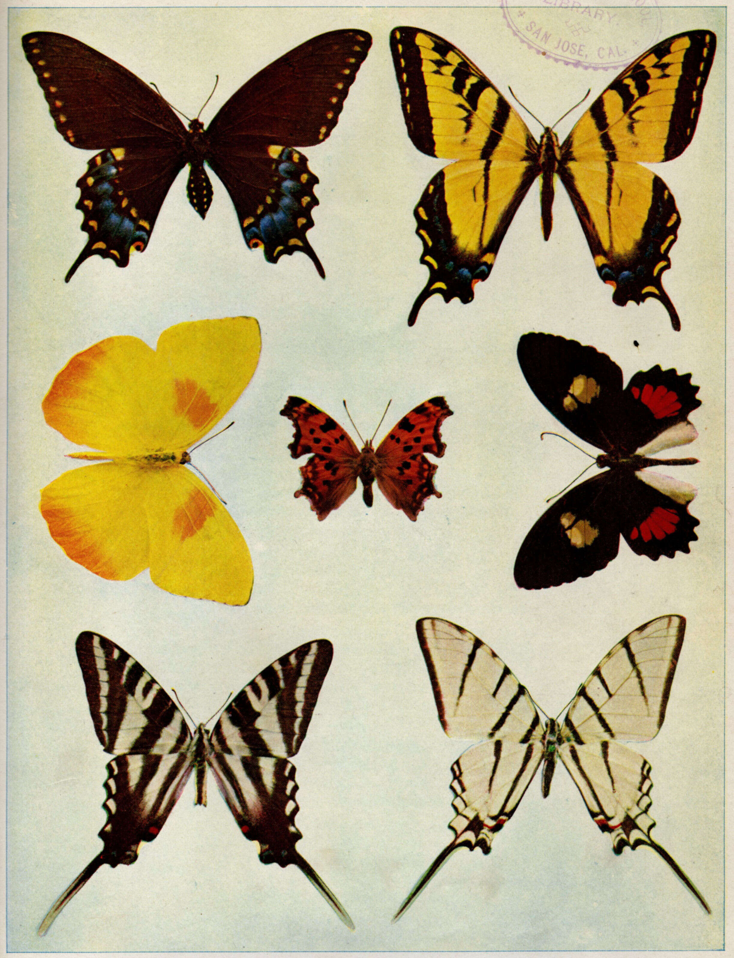 Image of Western Tiger Swallowtail