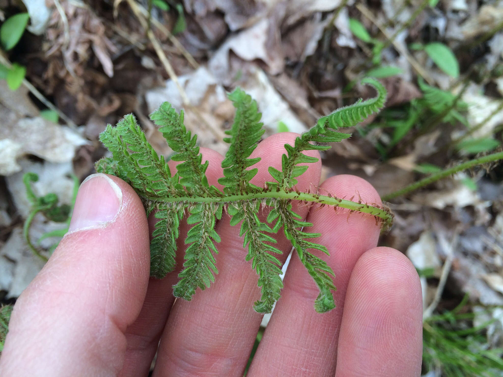 Слика од Phegopteris connectilis (Michx.) Watt