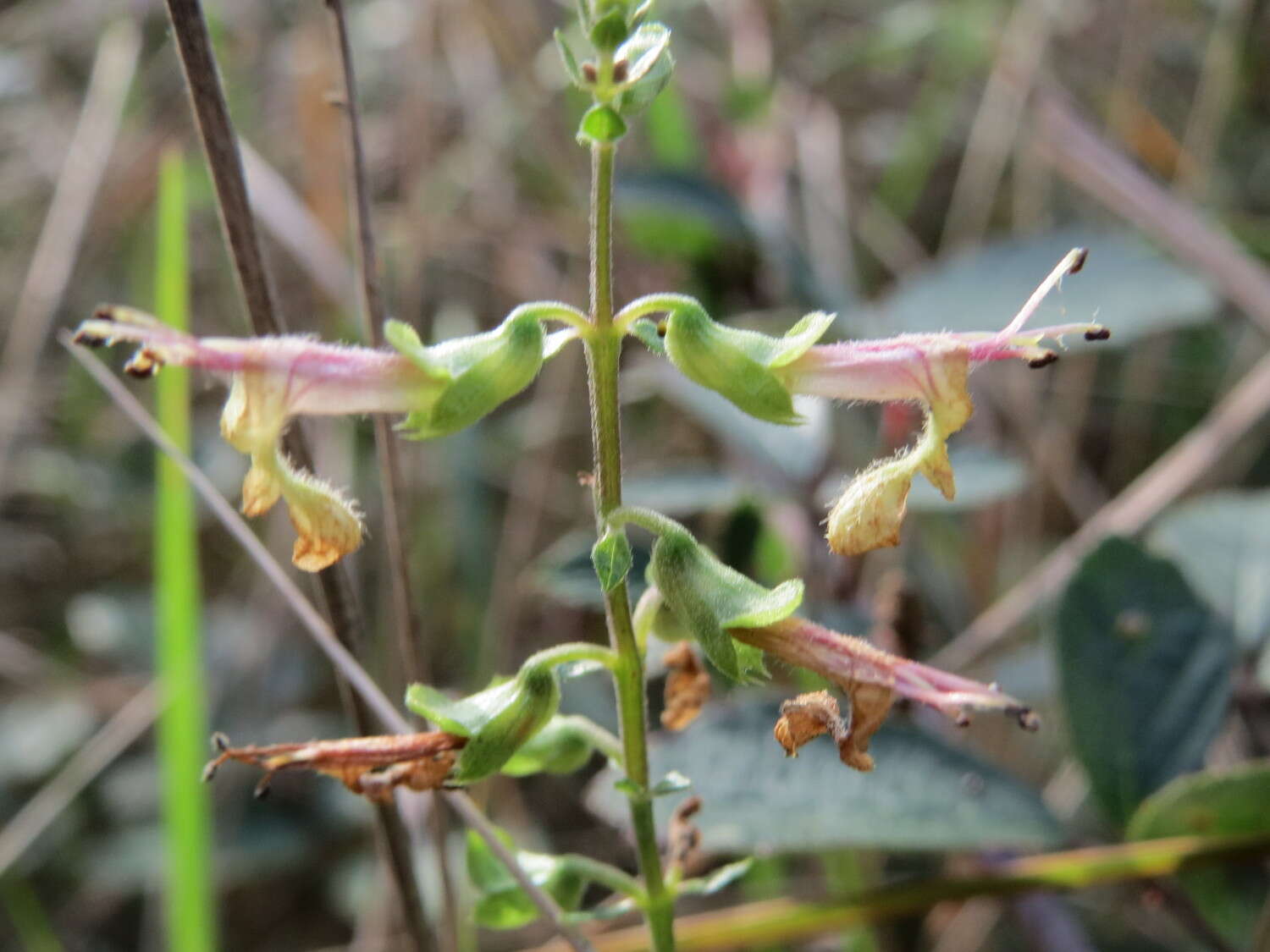 Слика од Teucrium scorodonia L.