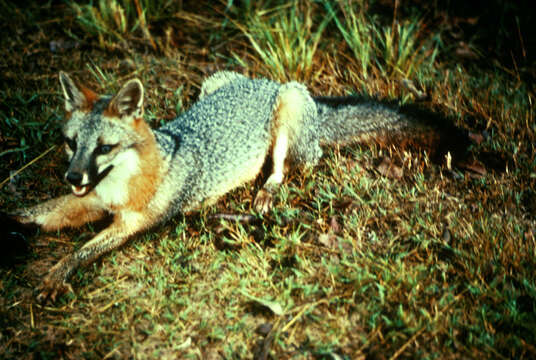 Image of Grey Foxes