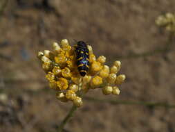 Image of <i>Acmaeodera <i>quadrifasciata</i></i> quadrifasciata