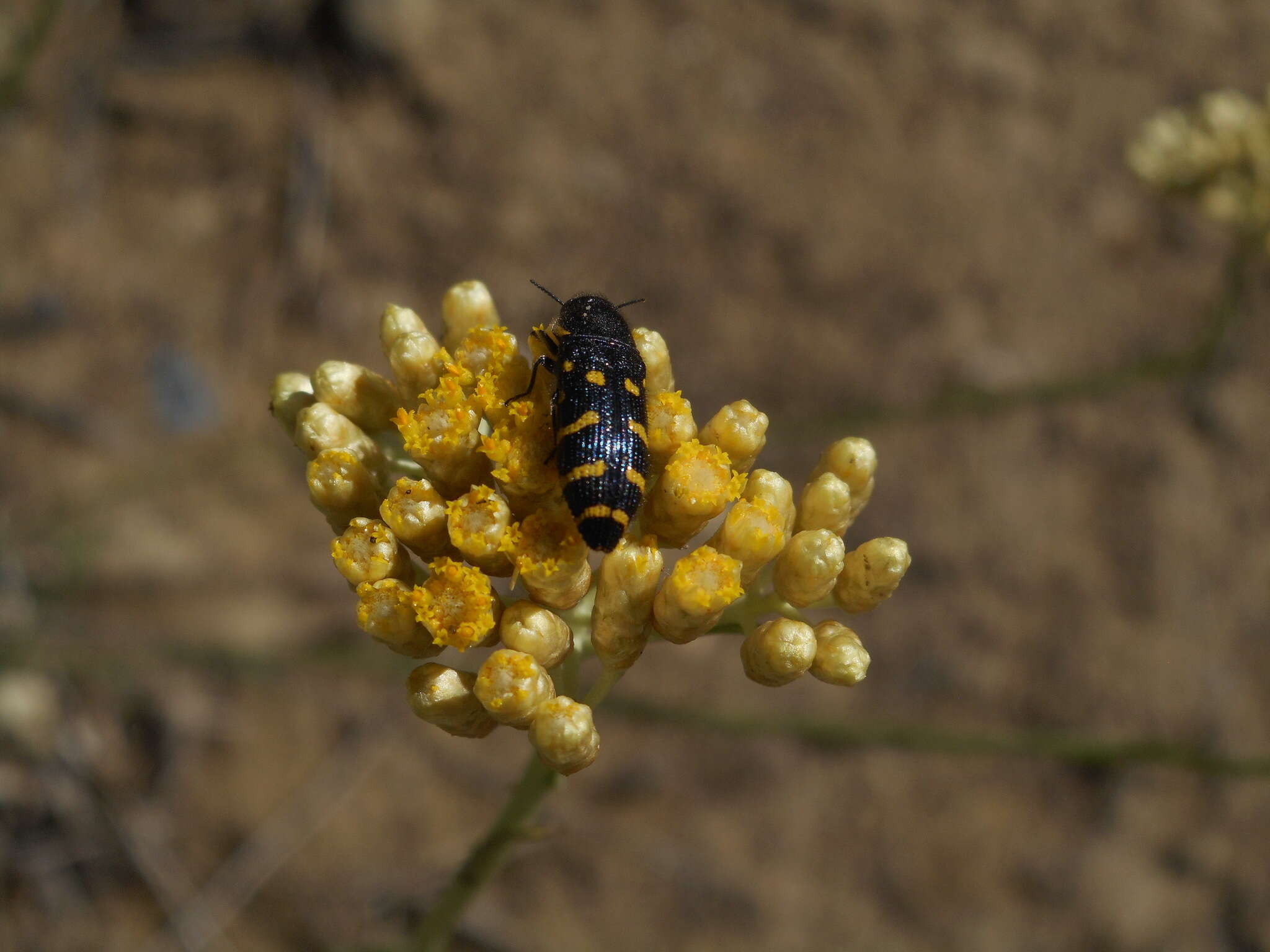 Image of <i>Acmaeodera <i>quadrifasciata</i></i> quadrifasciata