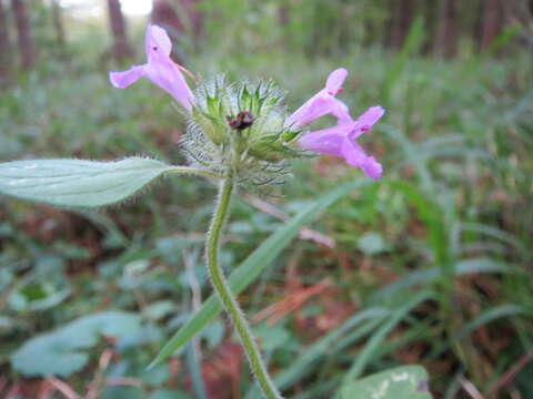 Image of wild basil