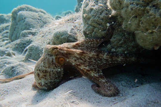 Image of Common octopus