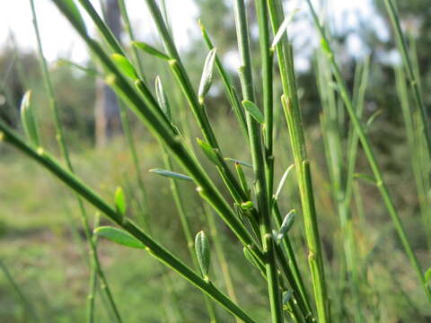 Image of Broom