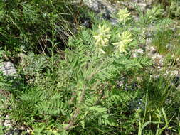 Oxytropis pilosa (L.) DC. resmi