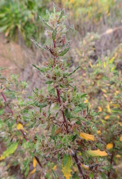 Image of Forsskaolea angustifolia Retz.