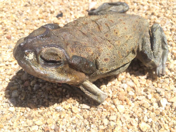 Image of Colorado River Toad Sonoran Desert Toad