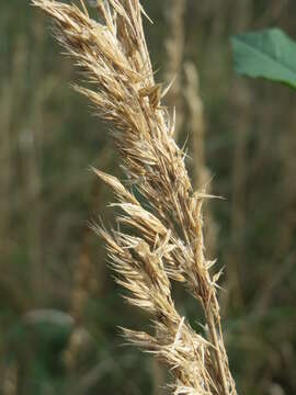 Imagem de Calamagrostis epigejos (L.) Roth