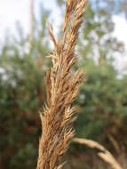 Imagem de Calamagrostis epigejos (L.) Roth