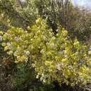 Image of Prostanthera campbellii F. Muell.