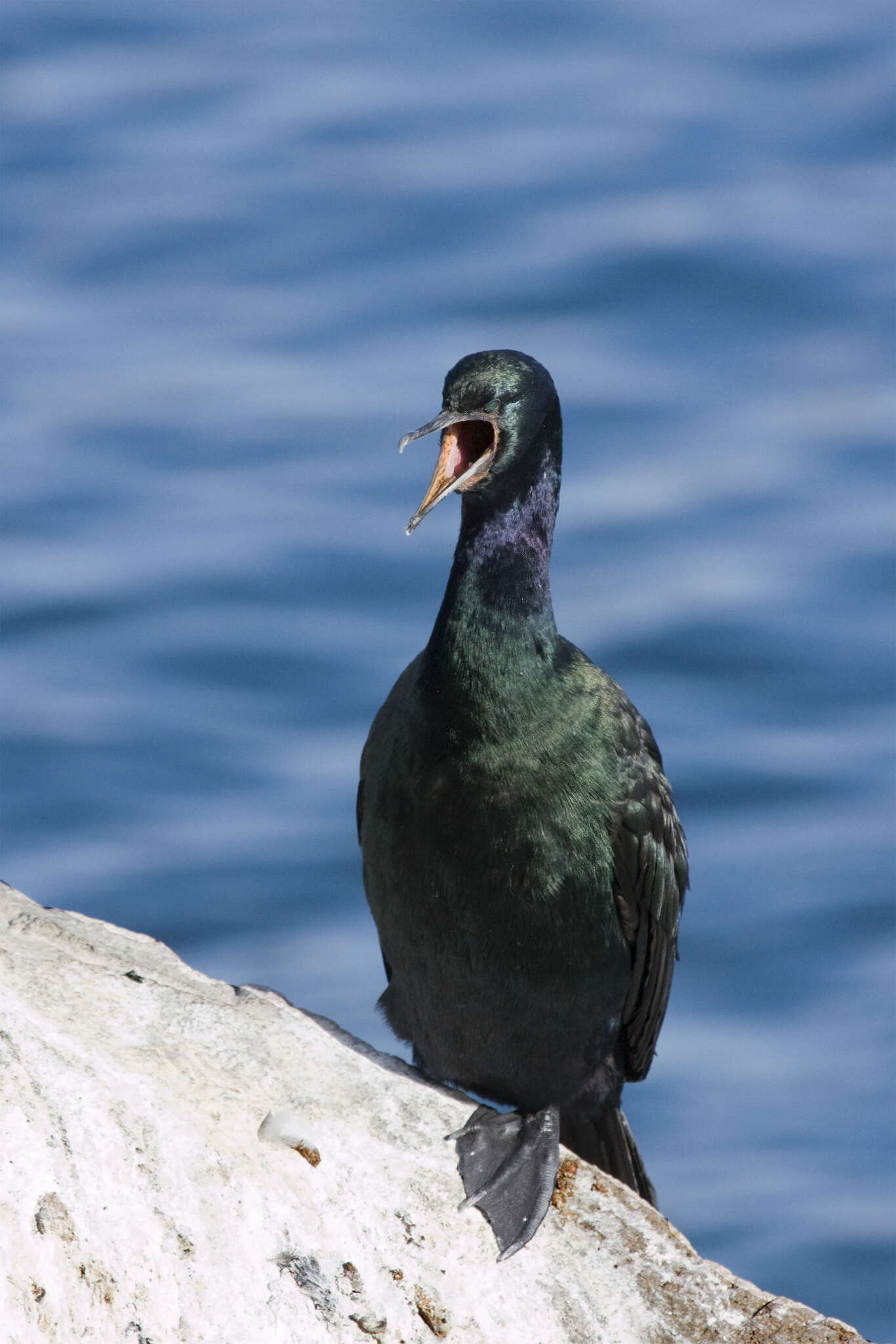 Image of Phalacrocorax Brisson 1760