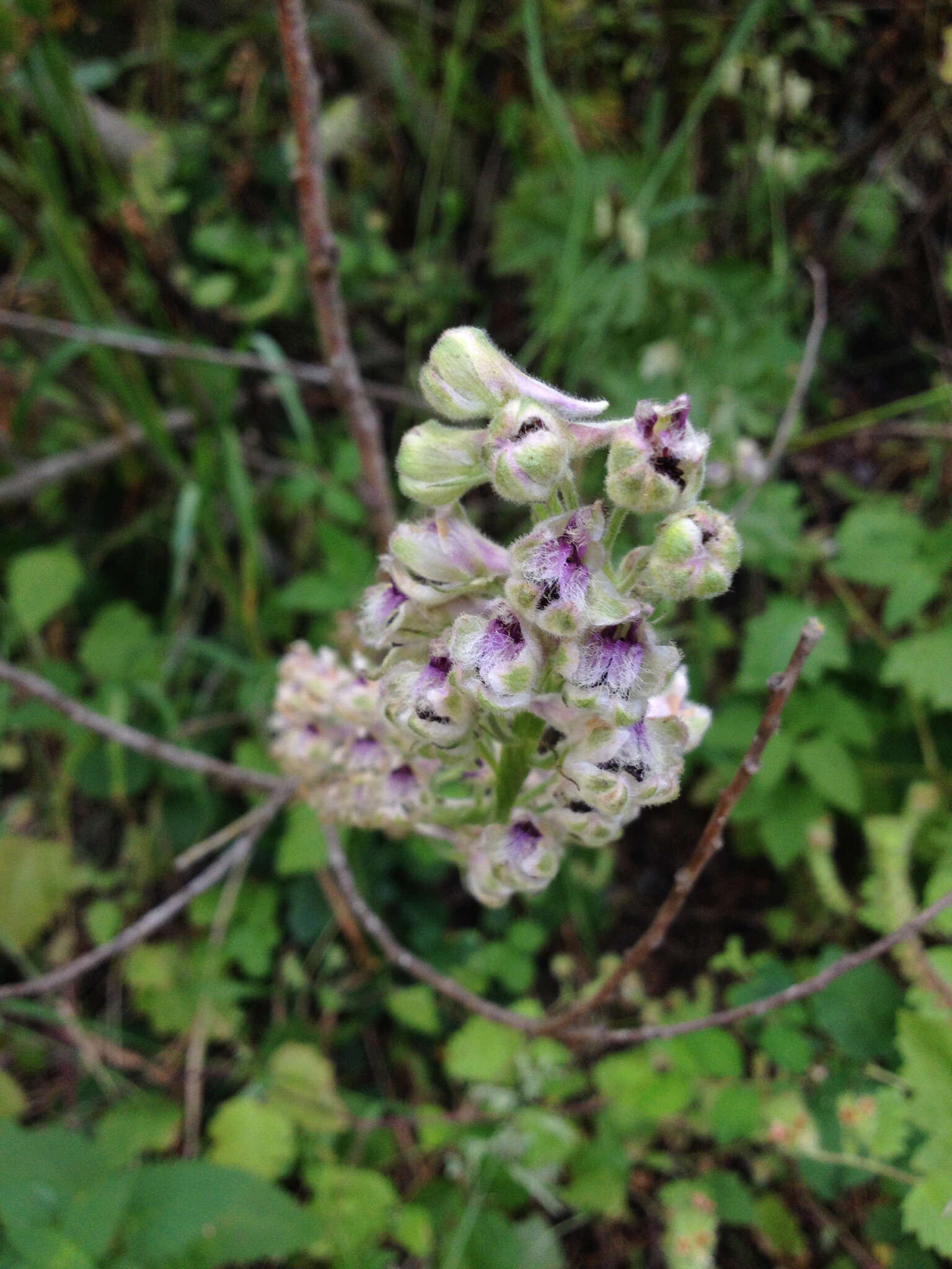 Image of California larkspur