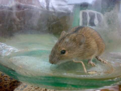 Image of Striped Field Mouse