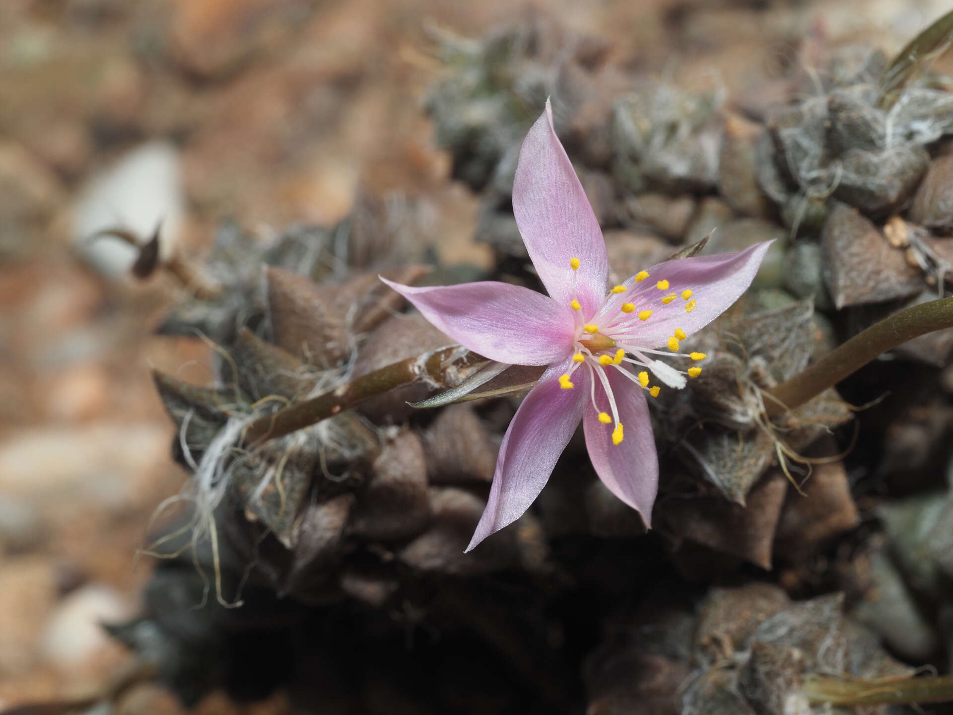 Image of Anacampseros arachnoides (Haw.) Sims