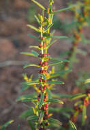 صورة Ammannia multiflora Roxb.