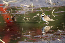 Image de Charadrius dubius curonicus Gmelin & JF 1789