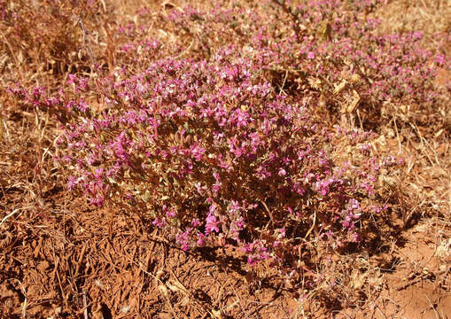 Image of Frankenia serpyllifolia Lindley