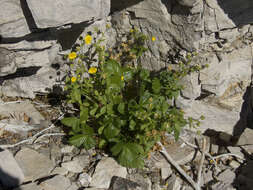 Image de Potentilla asperrima Turcz.