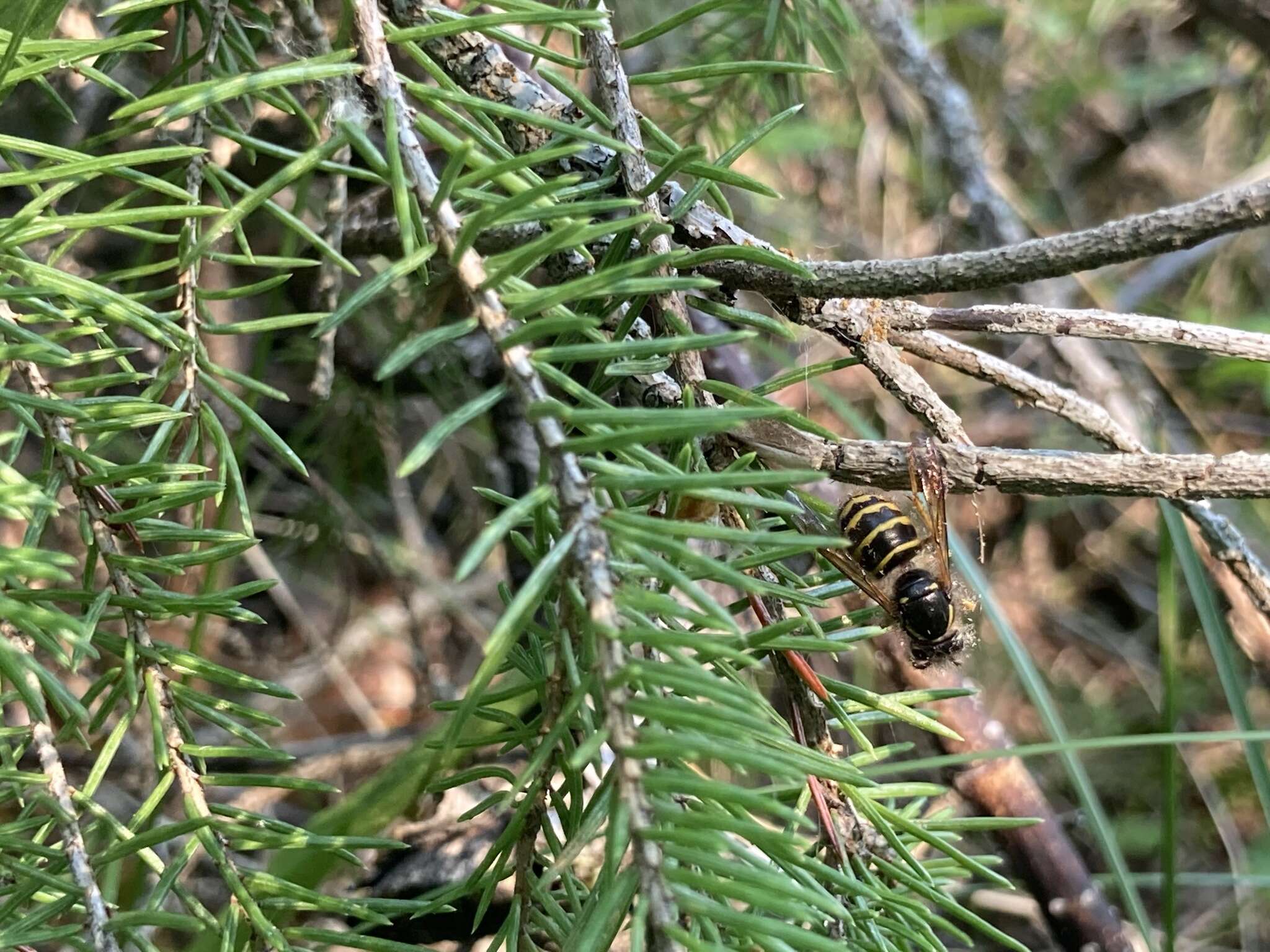 Image of Dolichovespula alpicola Eck 1984