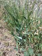 Image of Hordeum vulgare subsp. vulgare