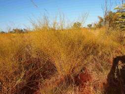 Image of Yellow Broom