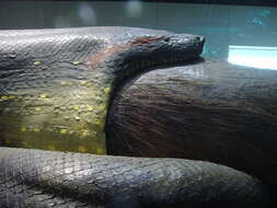 Image of Green anaconda