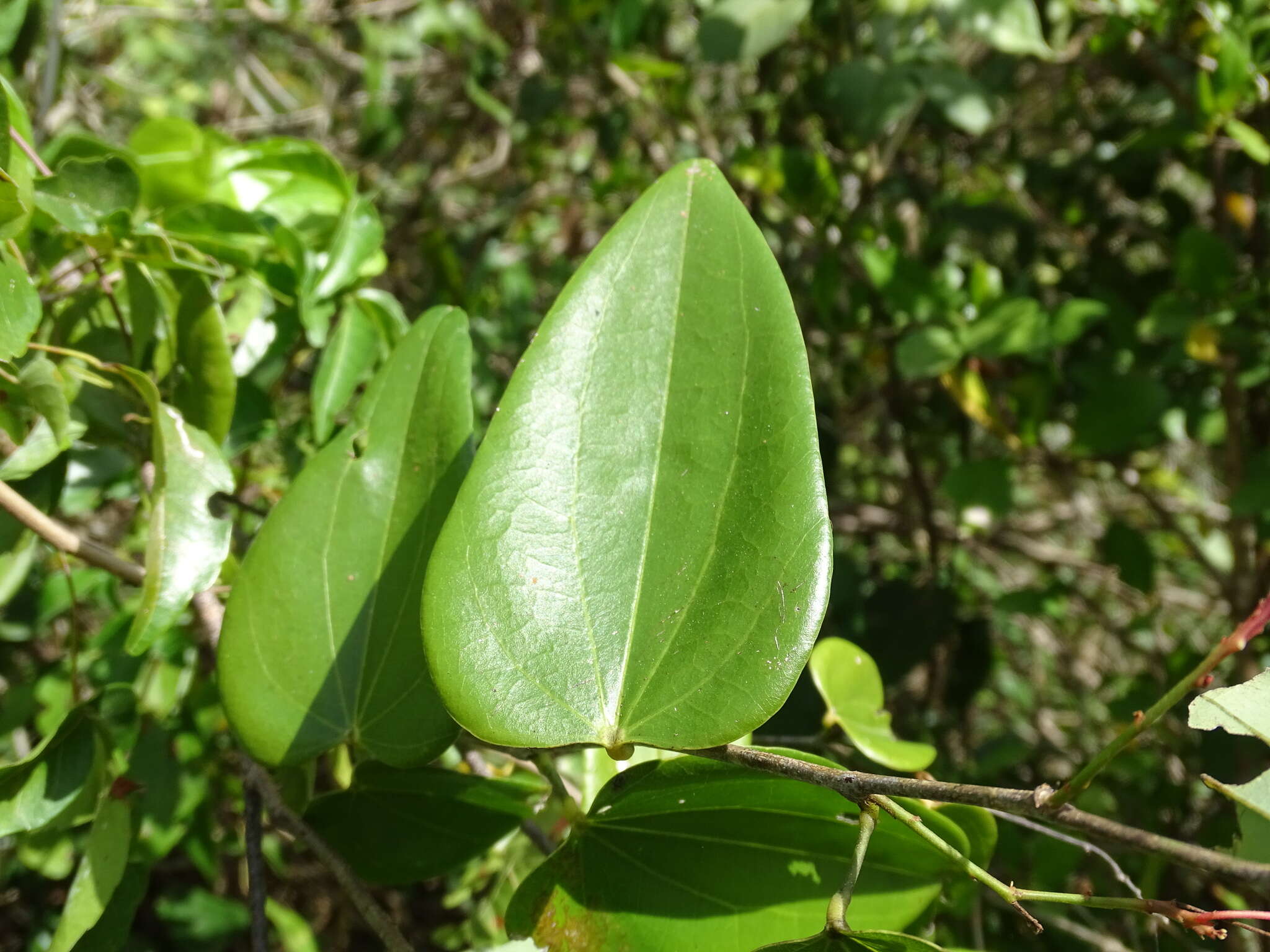 Image of Bauhinia jenningsii P. Wilson