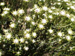 Image of Phylica fruticosa Schltr.