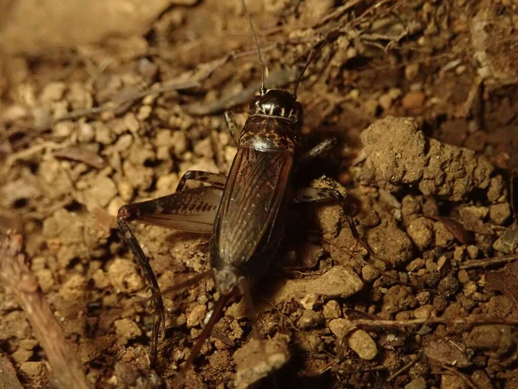 Image of Loxoblemmus sylvestris Matsuura & I. 1988