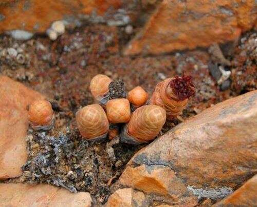 Image of Crassula barklyi N. E. Brown