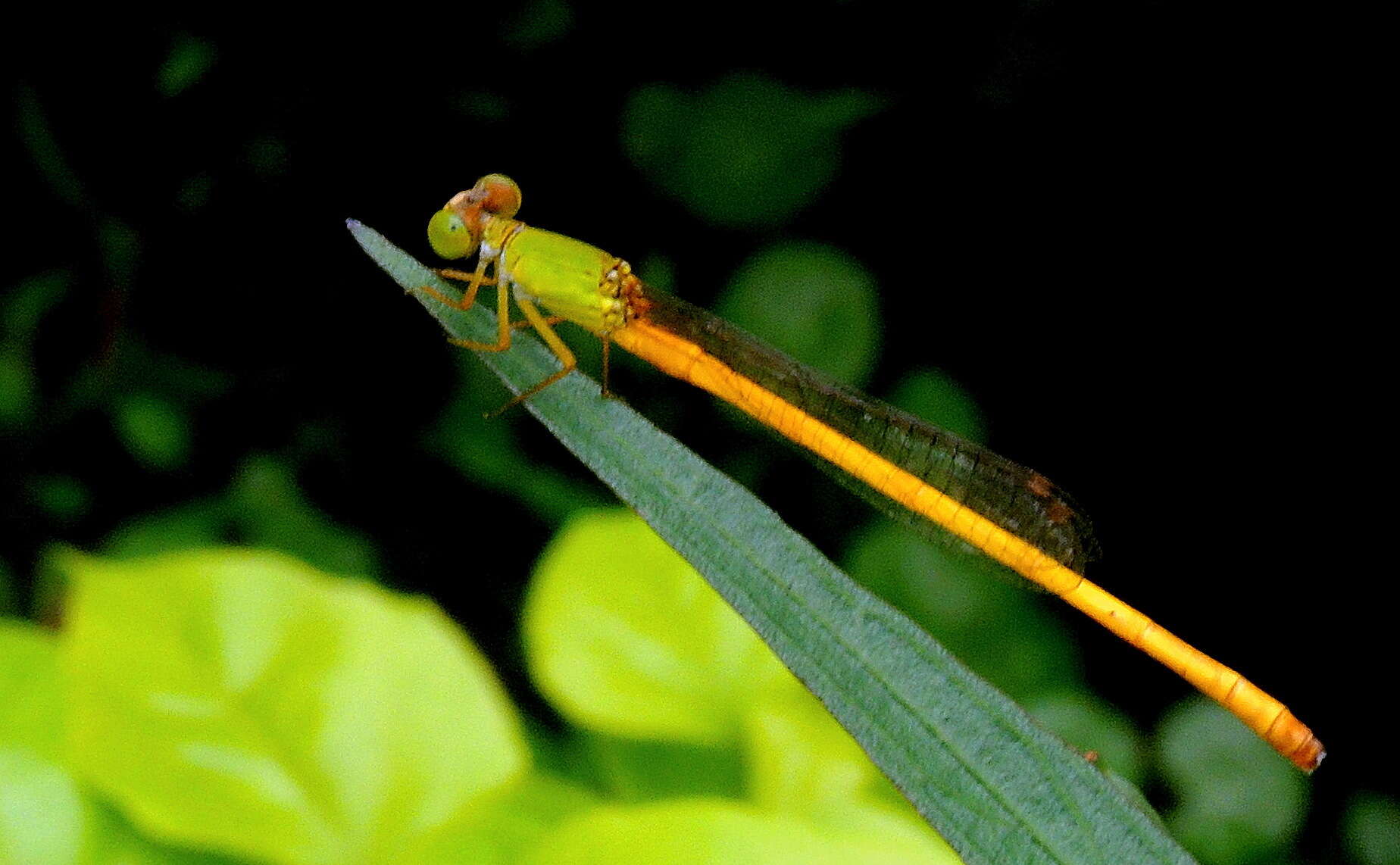 Image of coromandel marsh dart