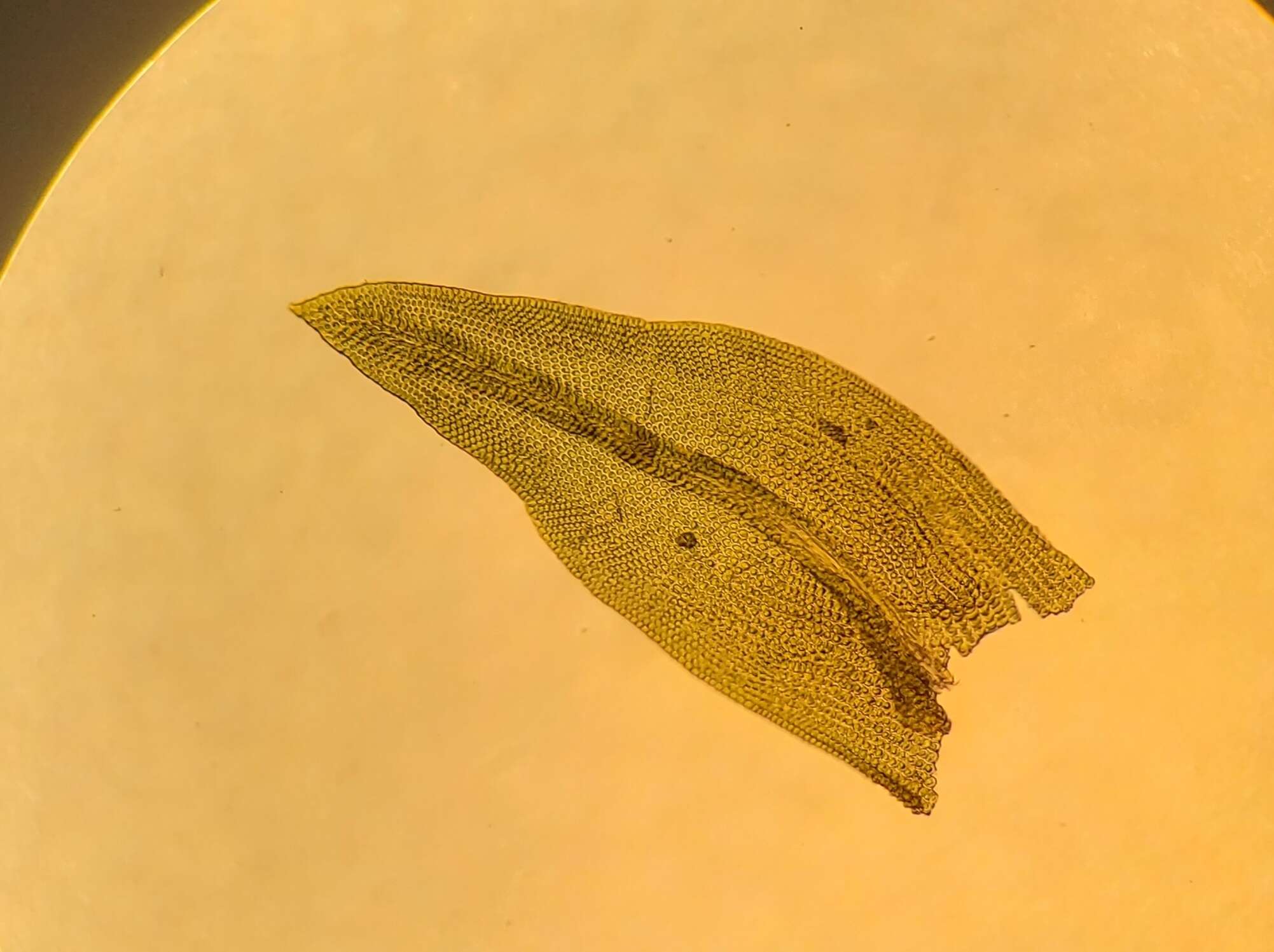Image of Macrocoma tenuis Vitt 1973