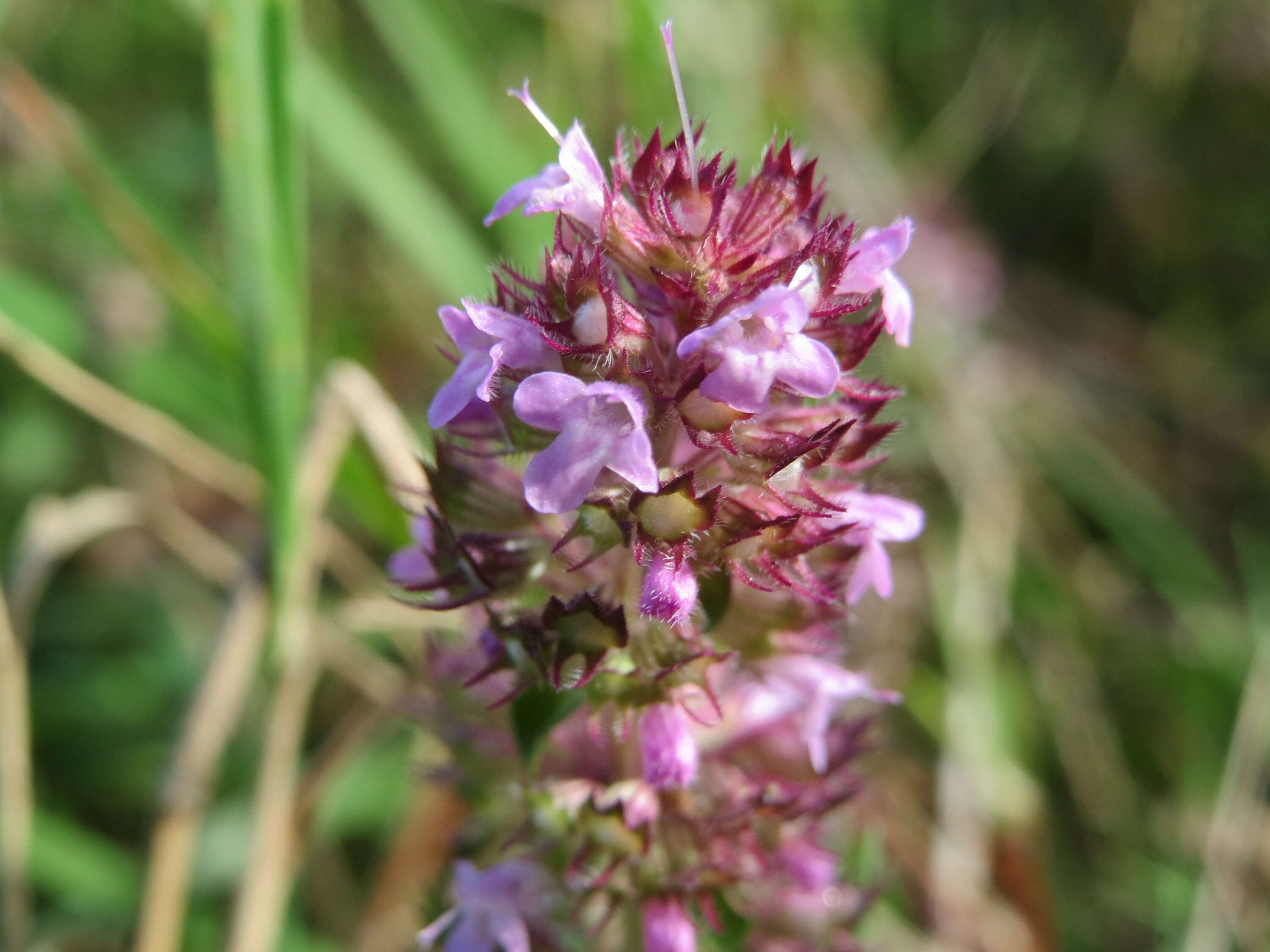 Image of breckland thyme