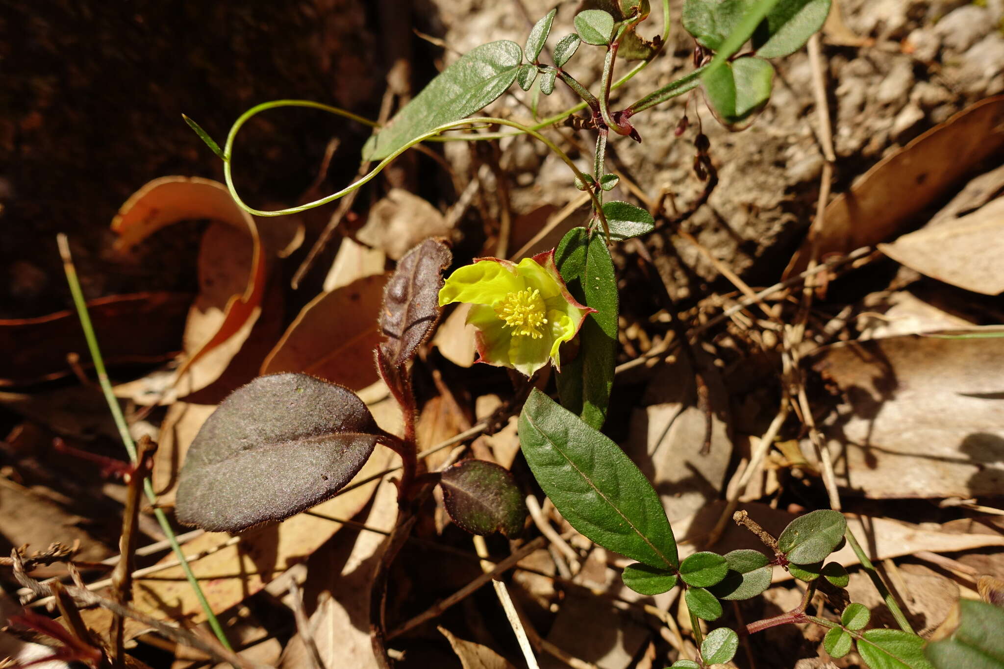 Hibbertia dentata R. Br. resmi