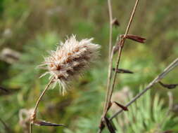 Image of Hare's-foot Clover