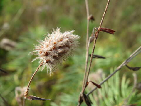 Imagem de Trifolium arvense L.