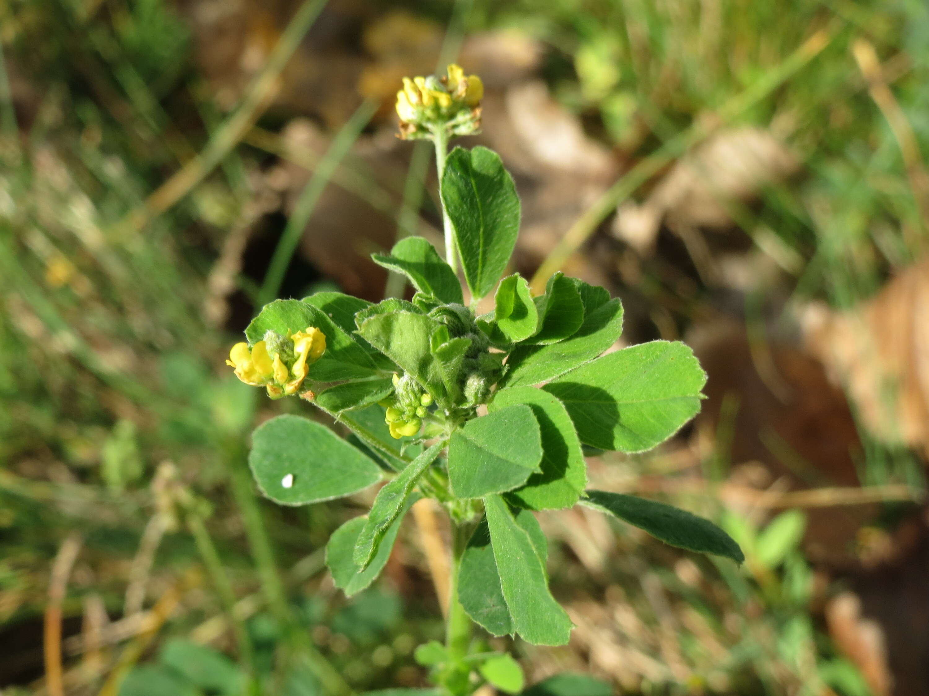 Image of black medick