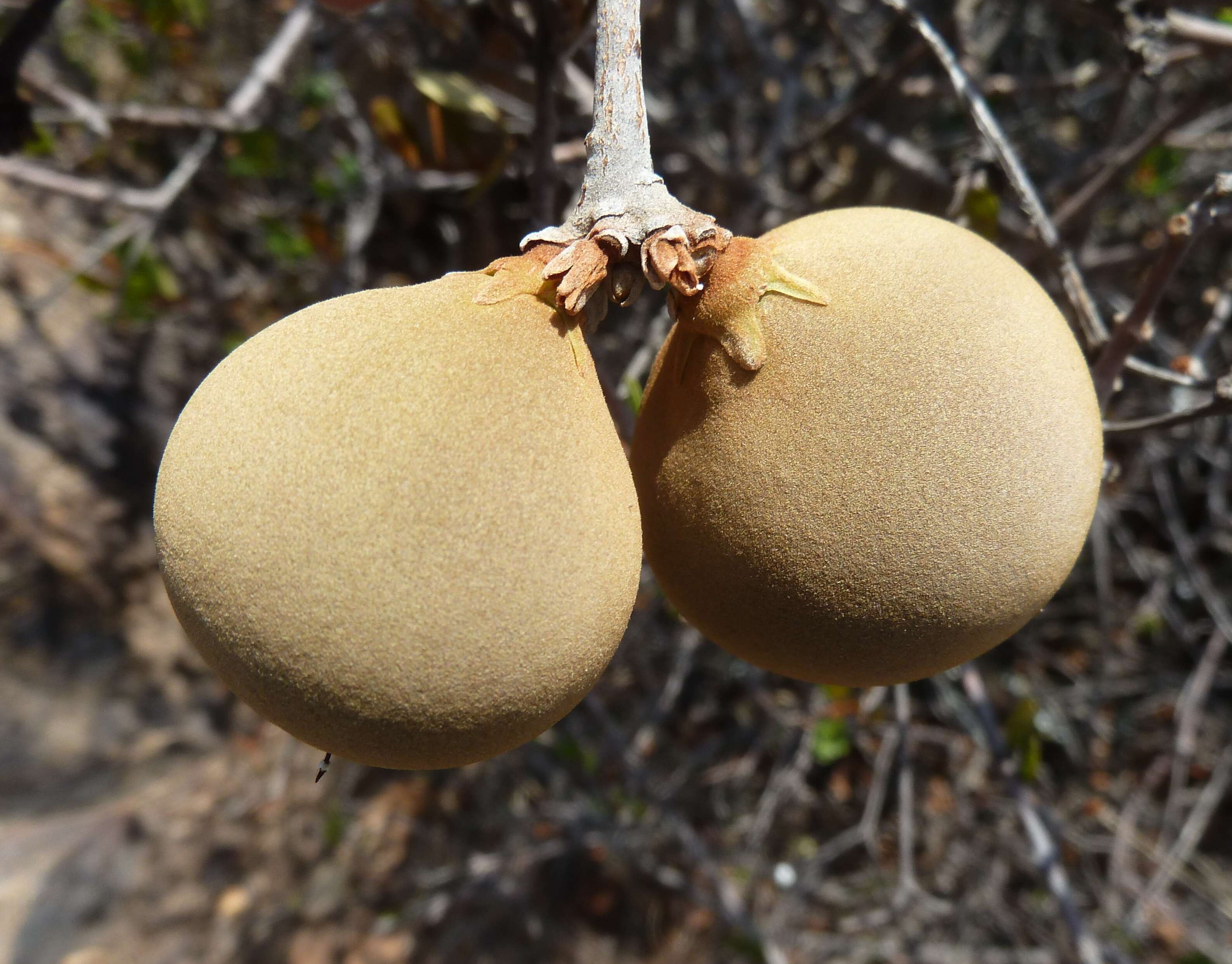 Ancylobothrys capensis (Oliv.) Pichon的圖片