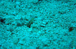 Image of Yellowface Pikeblenny