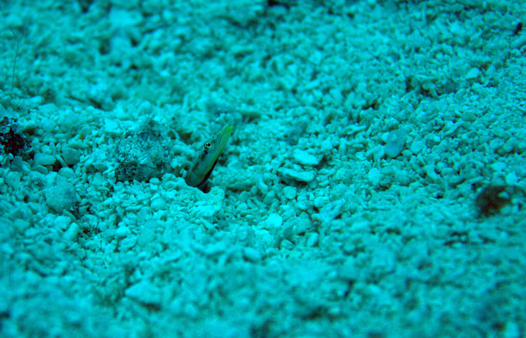 Image of Yellowface Pikeblenny