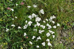 Слика од Achillea erba-rotta All.