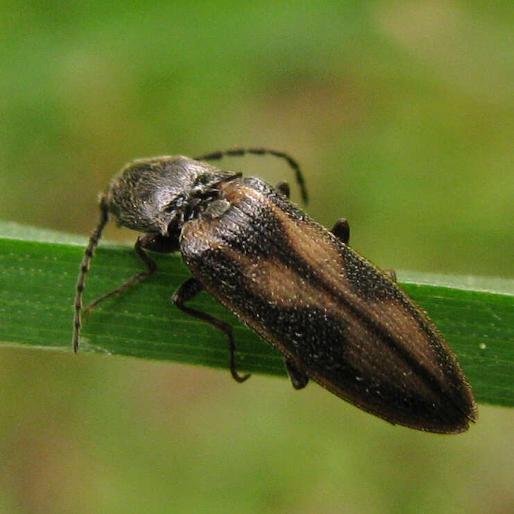 Image of <i>Liotrichus umbripennis</i>