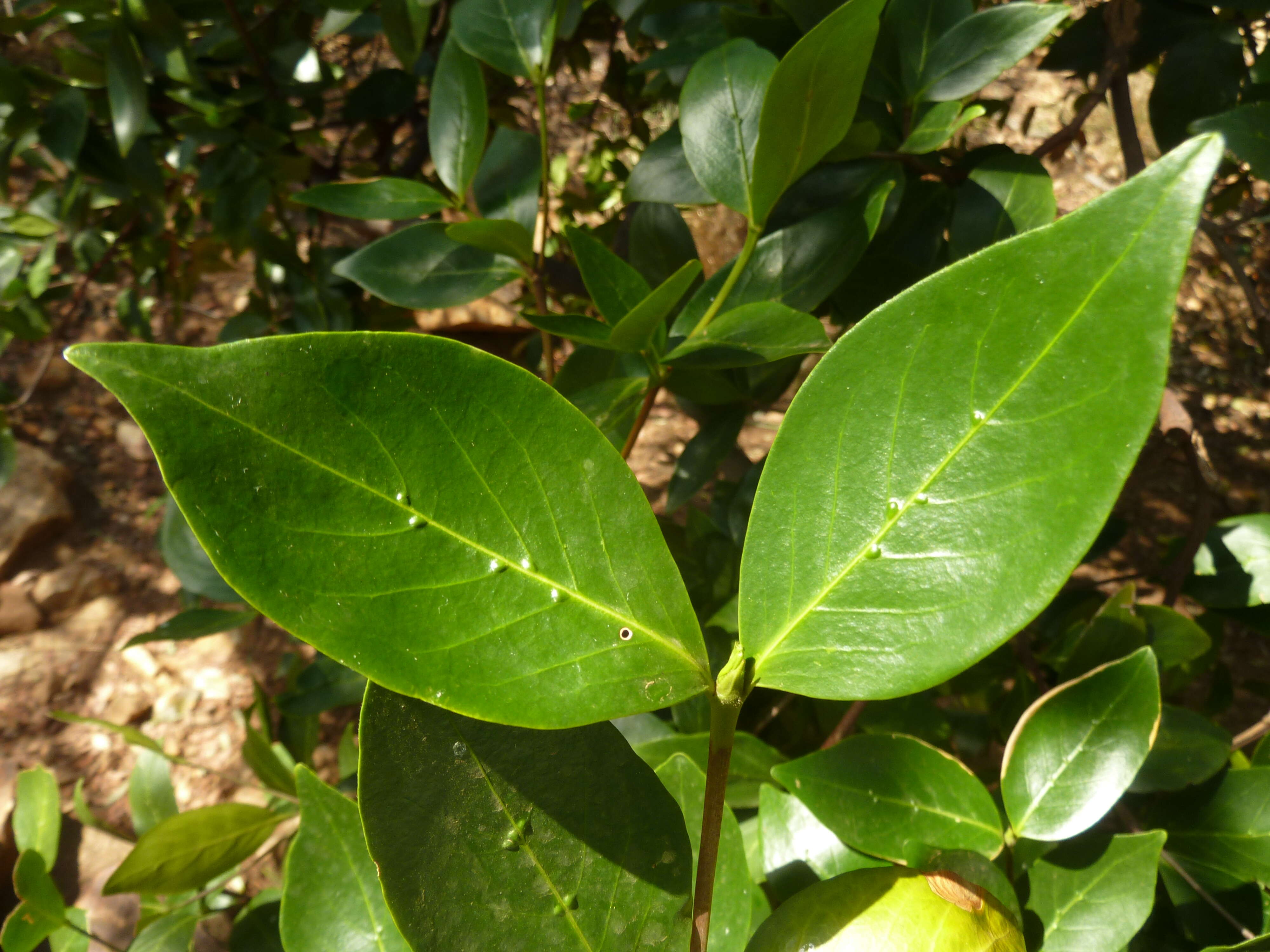 Image of Cape gardenia